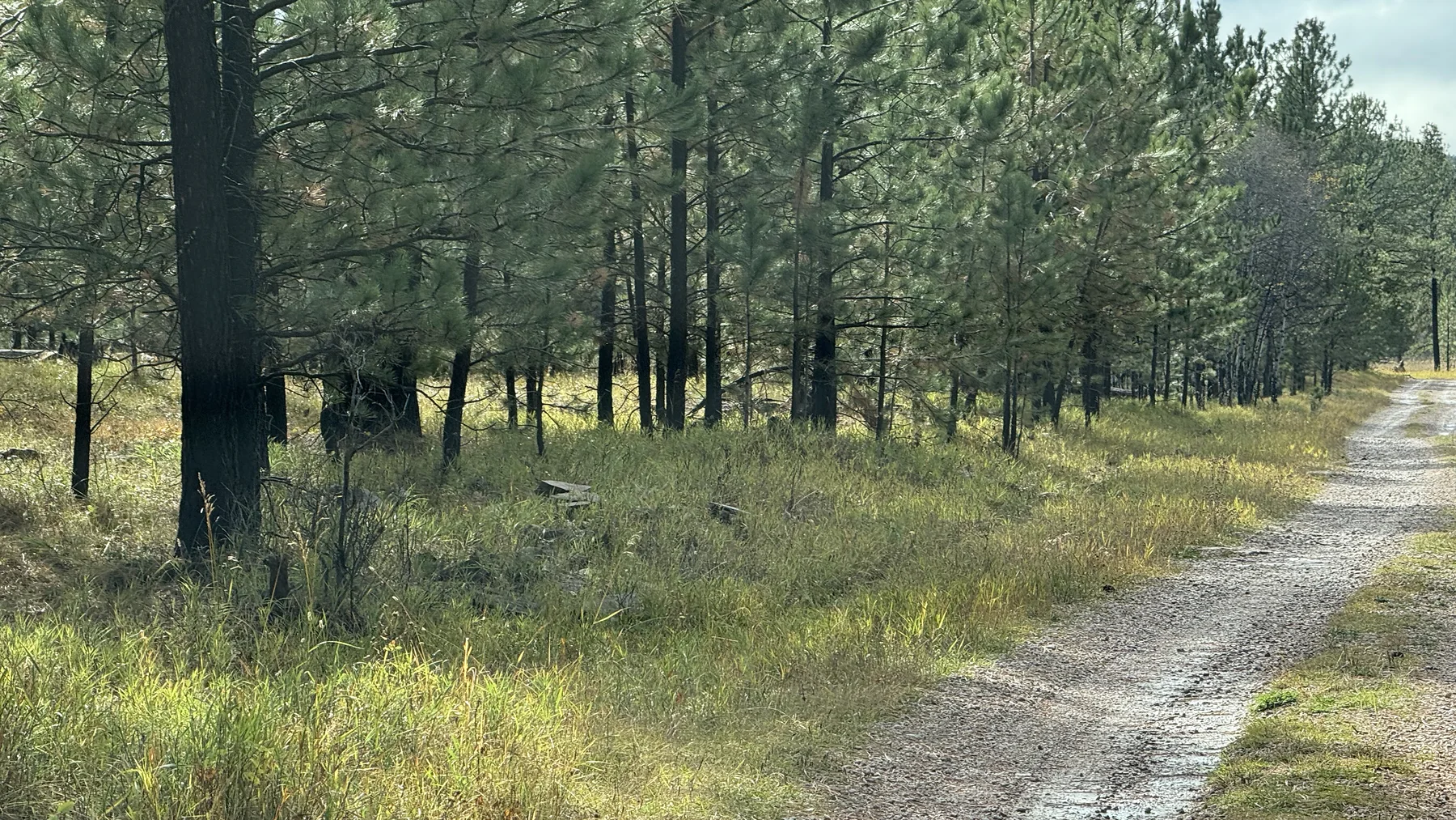 A forest road passing through pine timberland